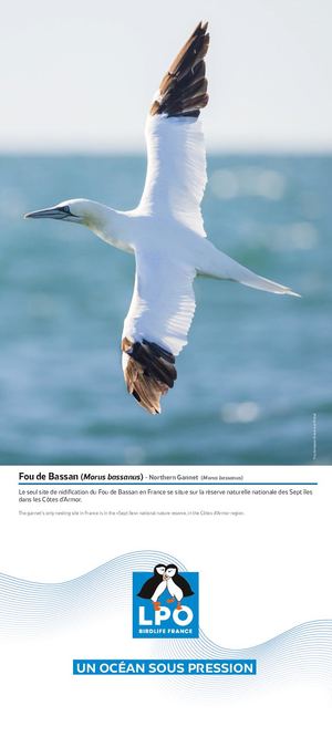 5 EXPO MER FOU DE BASSAN DEF