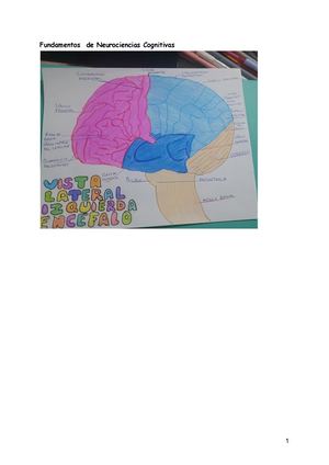 ÁReas De Brodmann (1)