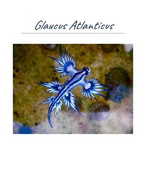 Glaucus Atlanticus