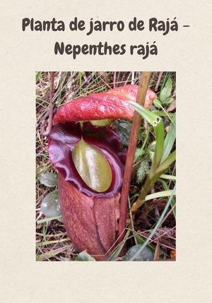 Planta jarro de rajá - Nepenthes rajá