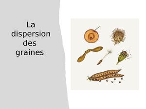 La Dispersion Des Graines