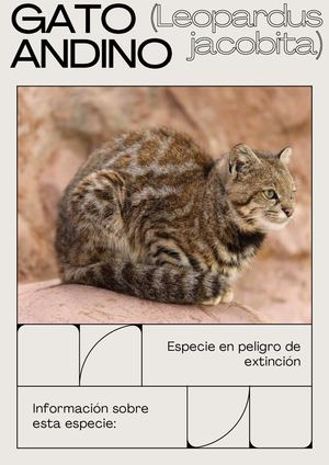 Gato Andino (Leopardus Jacobita) Adriana Galdos Zeballos (1)