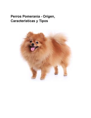 Perros Pomerania Origen, Características Y Tipos