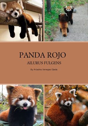 El panda rojo