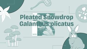 Pleated Snowdrop(ghalantus Plicatus)