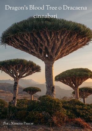 Dragon's blood tree o Dracaena cinnabari