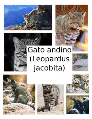 Gato Andino Cy T 2025 (1)