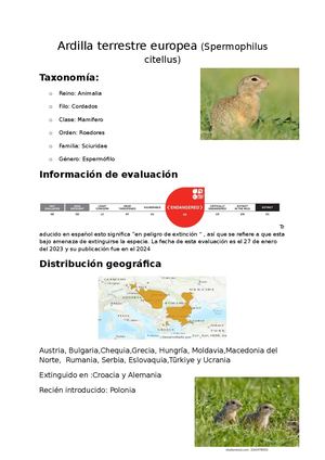 Ardilla terrestre europea (Spermophilus citellus)