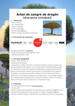 ÁRbol De Sangre De Dragón 2