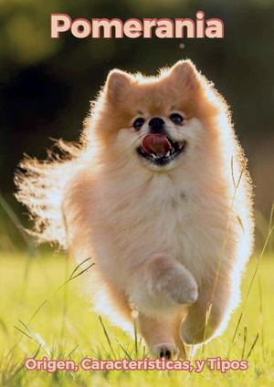 Pomerania: Origen, Características, Tipos y Cuidados de Esta Adorable Raza