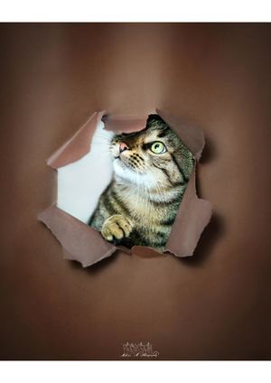 Photograhe Gard Chat Studio Portrait