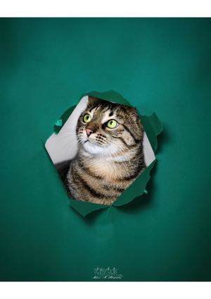 Photographe Gard Chat Studio Vert