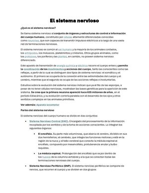 Qué Es El Sistema Nervioso