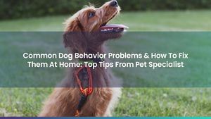 Calaméo - Common Dog Behavior Problems & How To Fix Them At Home: Top ...