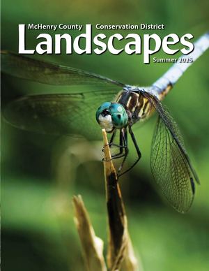 Summer 2025 Landscapes