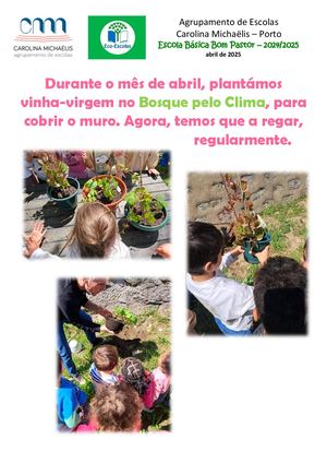 Plantação de Vinha-Virgem