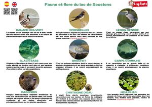 Faune Et Flore Du Lac De Soustons