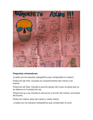 Huesos De Craneo Y Cara Anatmia Radiologica Fase 4
