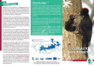 Les oiseaux forestiers de Scarpe-Escaut