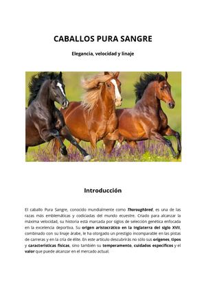 Caballos Pura Sangre: Tipos, características, cuidados y más.