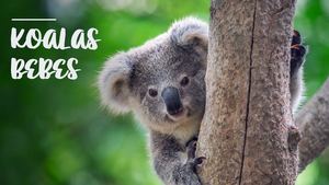 Koalas
