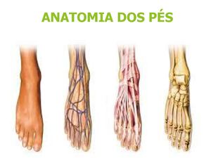 Anatomia Dos Pés