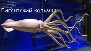Гигантский кальмар