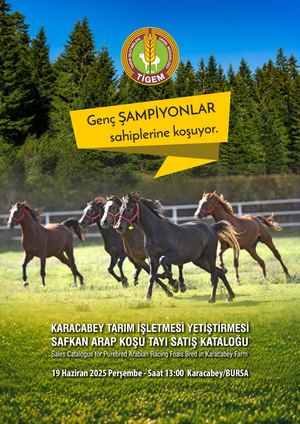 Tigem Koşu Tayları