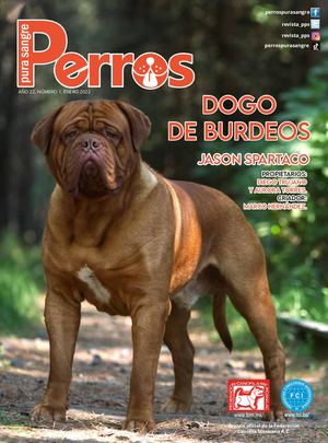 Perros Pura Sangre | Enero 2022