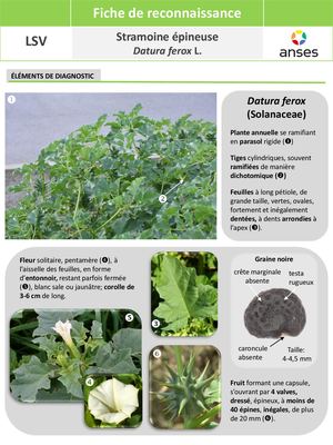 TOXIQUE_Datura Ferox 0225