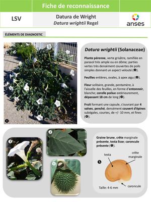 TOXIQUE_Datura Wrightii