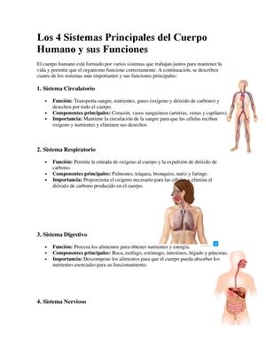 Los 4 Sistemas Principales Del Cuerpo Humano Y Sus Funciones