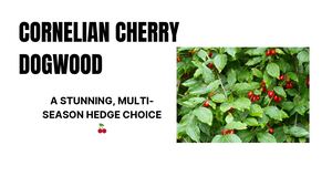 Cornelian Cherry Dogwood Instant Hedge