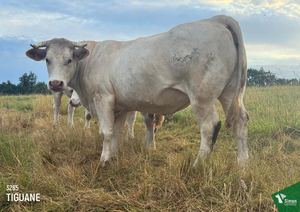 Femelles Pleines Simon Genetic