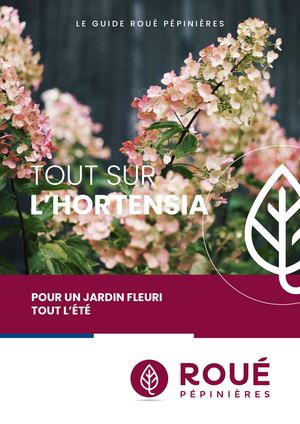 Tout sur l'Hortensia