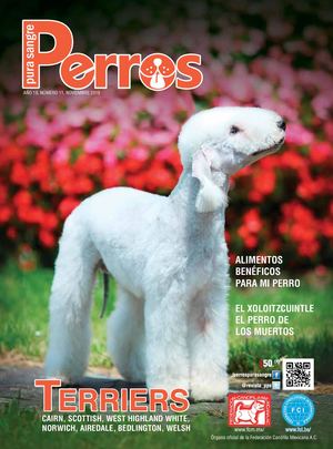 Revista Perros Pura Sangre | noviembre 2019