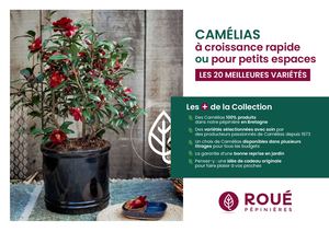 Camélia croissance rapide ou petits espaces Roué Pépinières