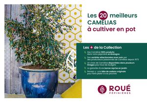 Les meilleurs Camélias à cultiver en pot - Roué Pépinières