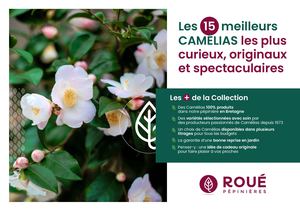 Camélias les plus originaux - Roué Pépinières