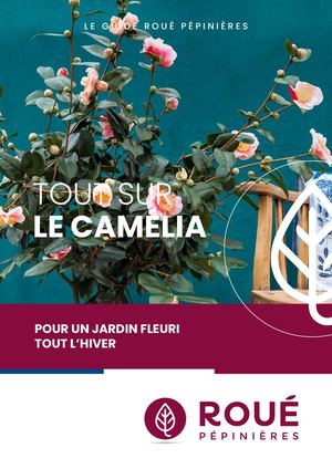 Tout savoir sur les Camélias - Roué Pépinières