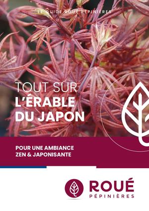 Tout savoir sur les Érables du Japon - Roué Pépinières