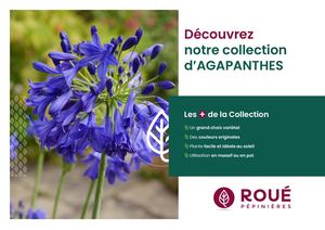 Notre collection d'Agapanthes - Roué Pépinières