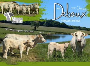 Deboux cowllection 2025 - Simon Genetic