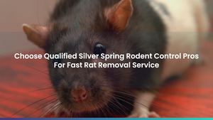 Choose Qualified Silver Spring Rodent Control Pros For Fast Rat Removal Service