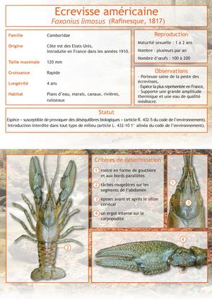 L'Écrevisse américaine - Fiche espèce