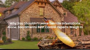 Will Termites Go Away On Their Own? Here’s What California Experts Are Saying