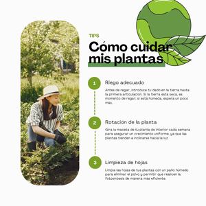 Afiche De Cuidado De Plantas