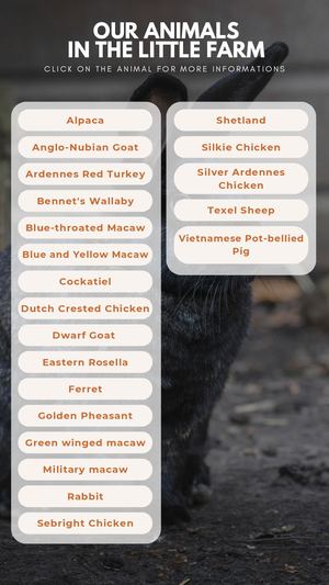 Our Animals In The Little Farm