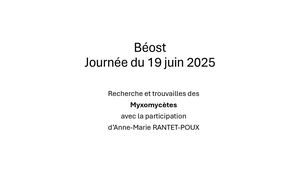 Sortie Myxomycètes Anzé 19 juin 2025