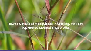 How to Get Rid of Mosquitoes In Sterling, VA Fast: Top-Rated Method That Works